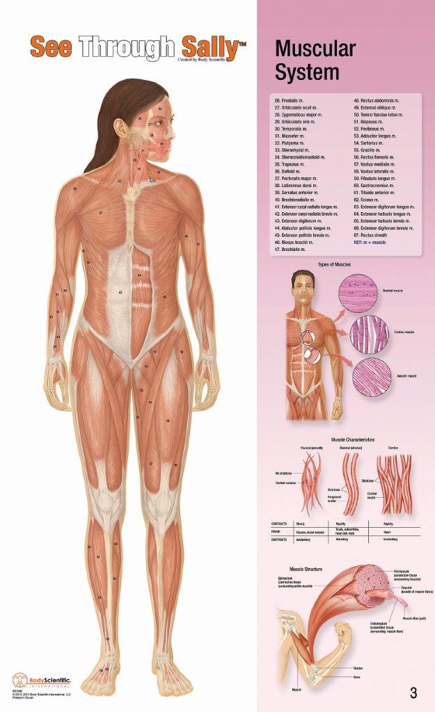 41233528_SEETHS1 SeeThroughSally - Muscular 3.jpg