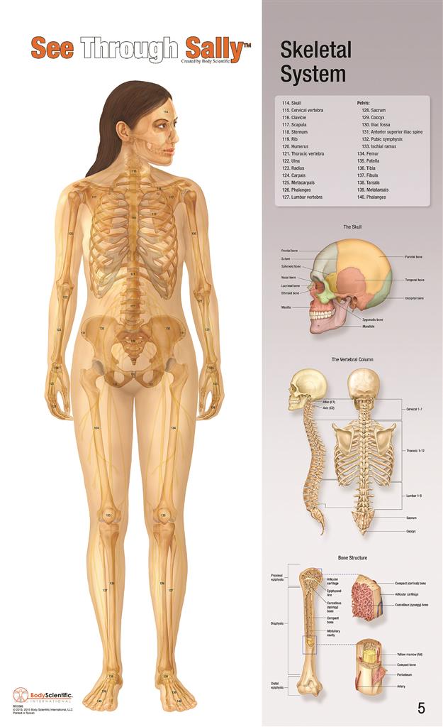 41233528_SEETHS1 SeeThroughSally - Skeletal 5.jpg