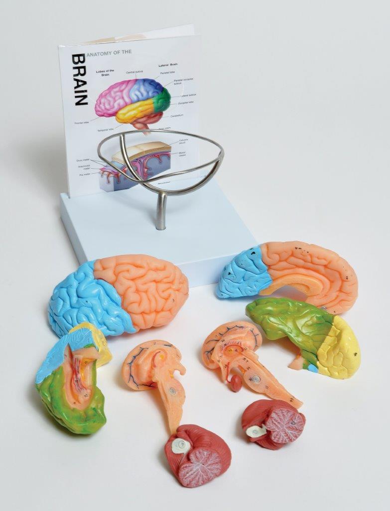 41233529_MABR08 Brain Model c.jpg
