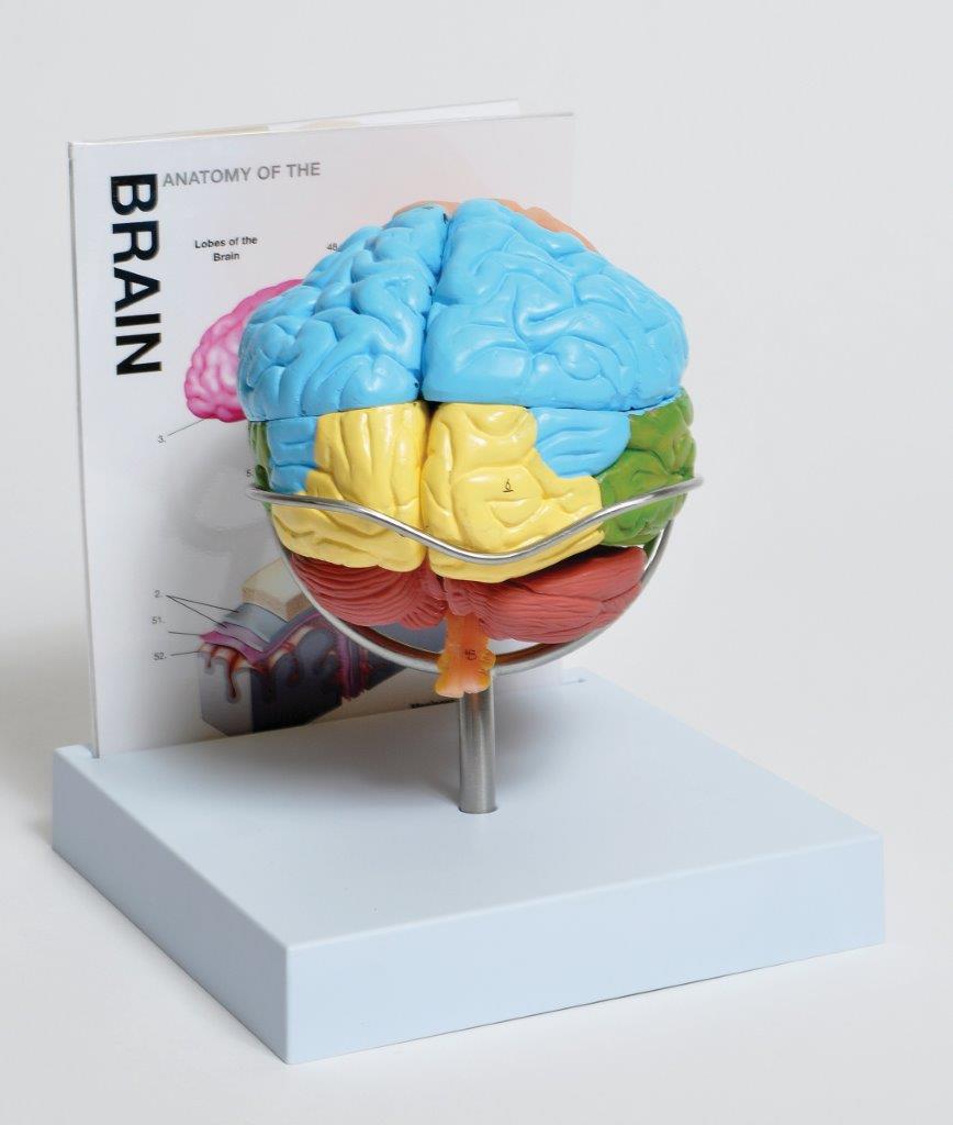 41233529_MABR08 Brain Model.jpg