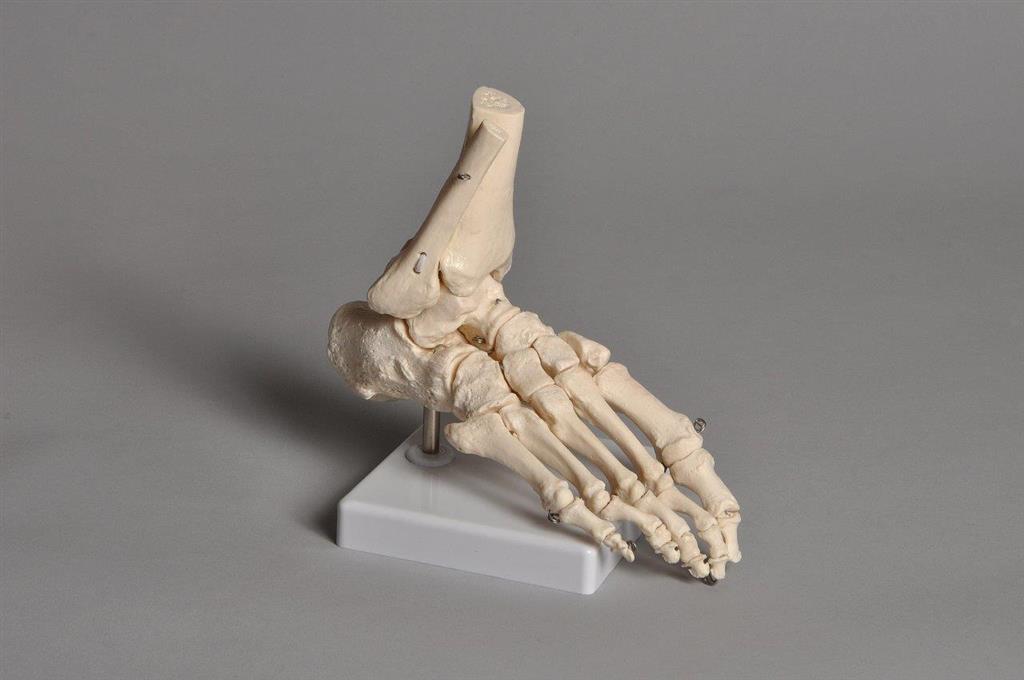 41233531_HUFT01 Mounted Foot Model.jpg