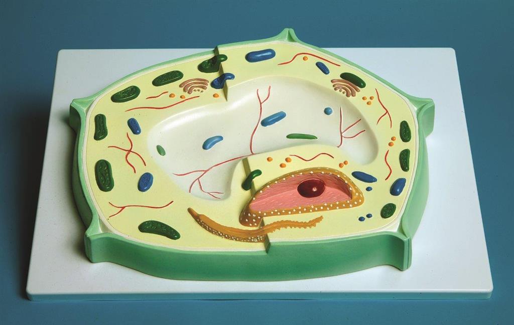 41233538_MBPC01 Plant Cell Model.jpg
