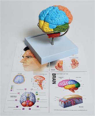 41233529_MABR08 Brain Model b.jpg