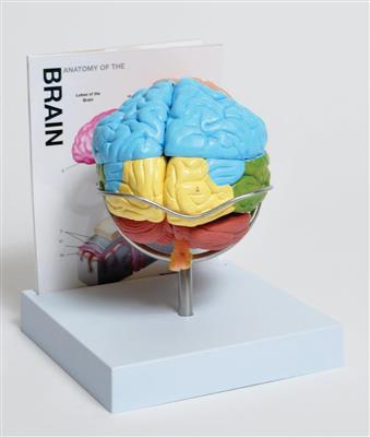 41233529_MABR08 Brain Model.jpg
