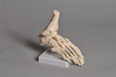 41233531_HUFT01 Mounted Foot Model.jpg