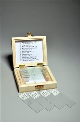 41233627_SLD013 Prepared Slide Set of 13.jpg