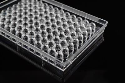 48051365_96 well U-bottom (1).JPG