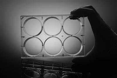48051372_6 Well Cell Culture Plate-1.jpg