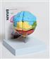 41233529_MABR08 Brain Model.jpg